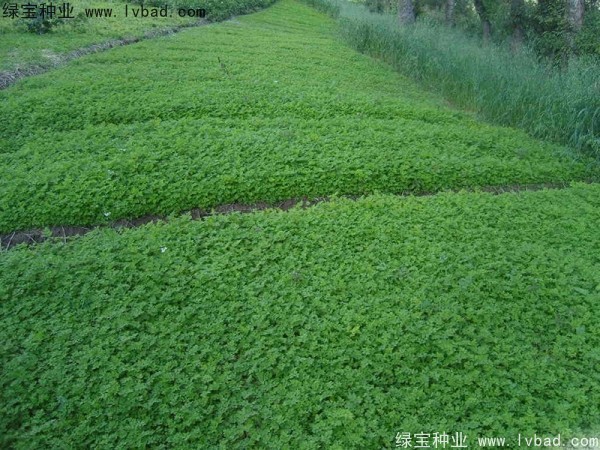 <a href='http://njszjj.com/yaocaizhongzi/2346.html' target='_blank'>當(dāng)歸種子</a>
