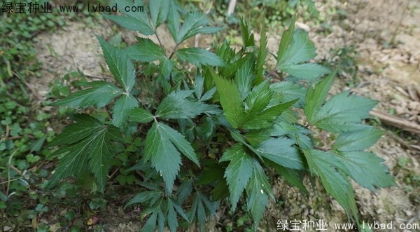 <a href='http://njszjj.com/yaocaizhongzi/2346.html' target='_blank'>當(dāng)歸種子</a>