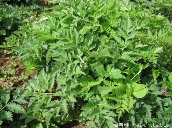當(dāng)歸<a href='http://njszjj.com/' target='_blank'>種子</a>
