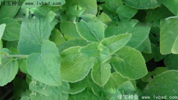 <a href='http://njszjj.com/yaocaizhongzi/2347.html' target='_blank'>黨參種子</a>