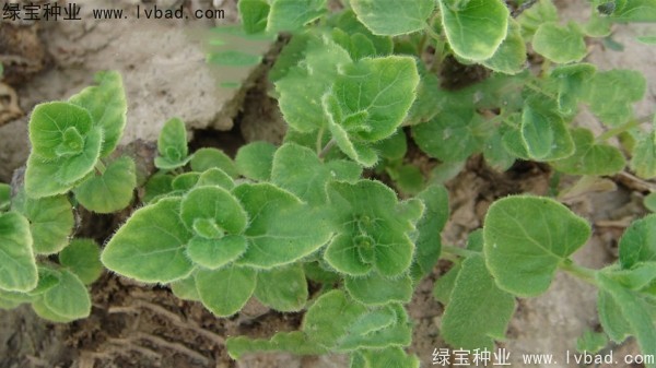 <a href='http://njszjj.com/yaocaizhongzi/2347.html' target='_blank'>黨參種子</a>