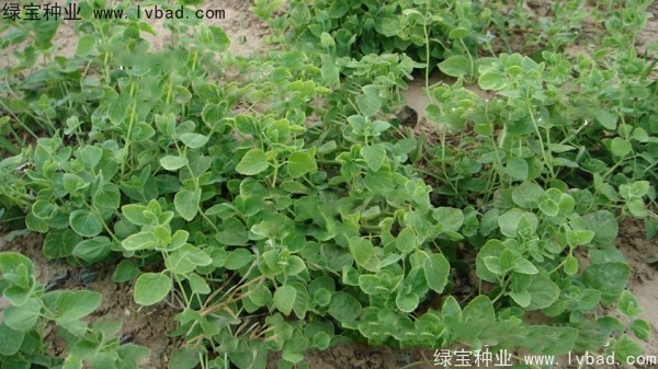 <a href='http://njszjj.com/yaocaizhongzi/2347.html' target='_blank'>黨參種子</a>