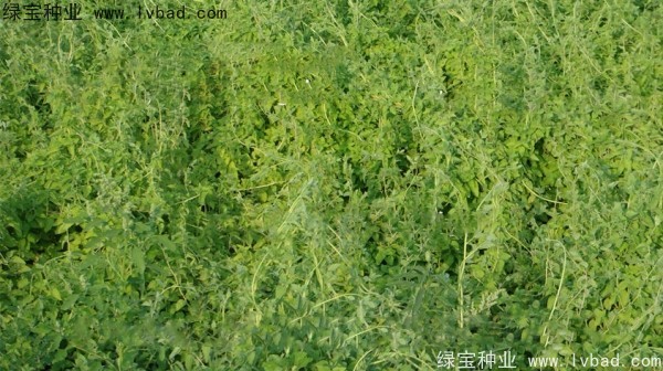 黨參<a href='http://njszjj.com/' target='_blank'>種子</a>