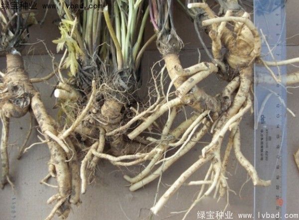 <a href='http://njszjj.com/yaocaizhongzi/2349.html' target='_blank'>防風(fēng)種子</a>