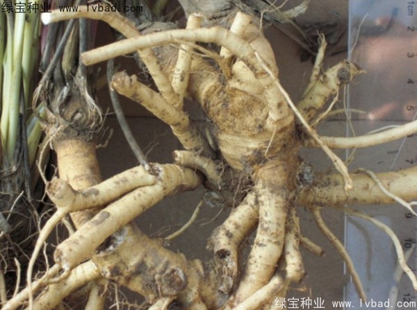 防風(fēng)<a href='http://njszjj.com/' target='_blank'>種子</a>