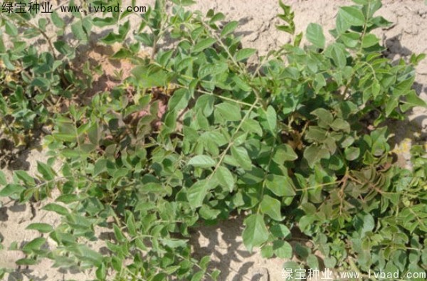 甘草<a href='http://njszjj.com/' target='_blank'>種子</a>