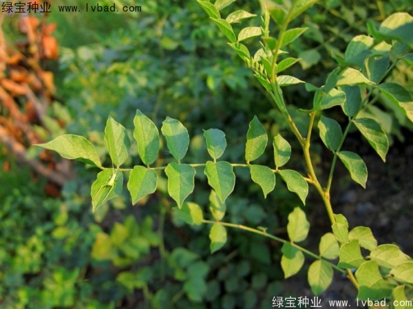 甘草<a href='http://njszjj.com/' target='_blank'>種子</a>