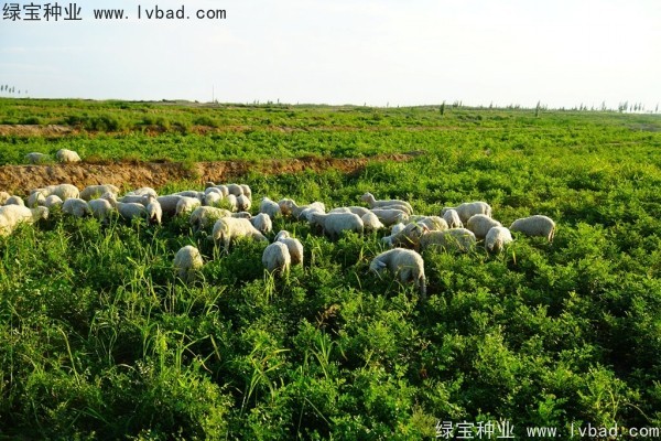 <a href='http://njszjj.com/yaocaizhongzi/2350.html' target='_blank'>甘草種子</a>