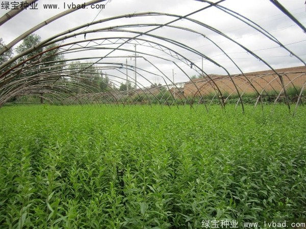 <a href='http://njszjj.com/yaocaizhongzi/2351.html' target='_blank'>枸杞種子</a>