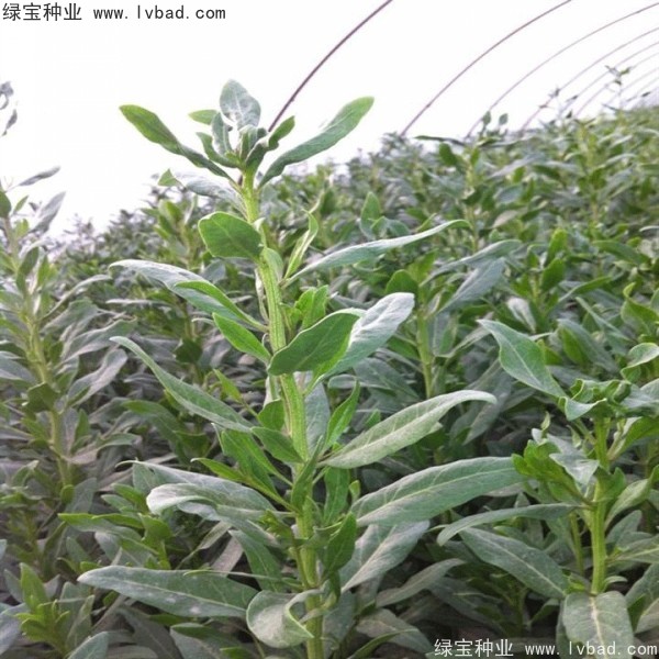 枸杞<a href='http://njszjj.com/' target='_blank'>種子</a>