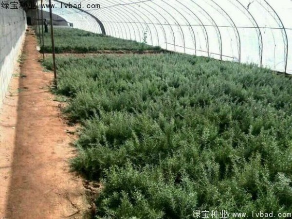 <a href='http://njszjj.com/yaocaizhongzi/2351.html' target='_blank'>枸杞種子</a>