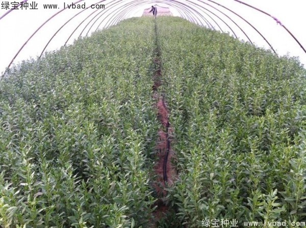 <a href='http://njszjj.com/yaocaizhongzi/2351.html' target='_blank'>枸杞</a><a href='http://njszjj.com/' target='_blank'>種子</a>