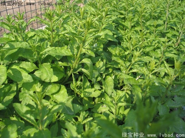 枸杞<a href='http://njszjj.com/' target='_blank'>種子</a>