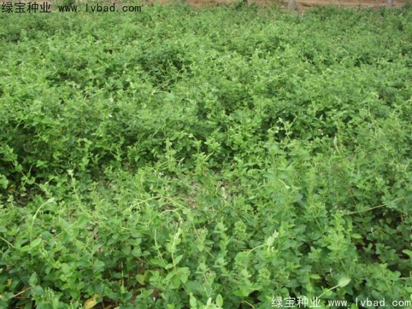 <a href='http://njszjj.com/yaocaizhongzi/2351.html' target='_blank'>枸杞種子</a>