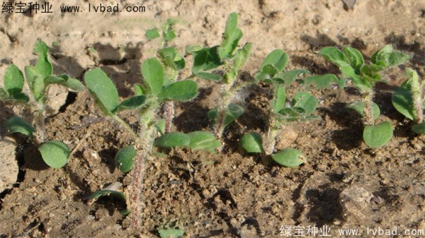 <a href='http://njszjj.com/yaocaizhongzi/2353.html' target='_blank'>黃芪種子</a>