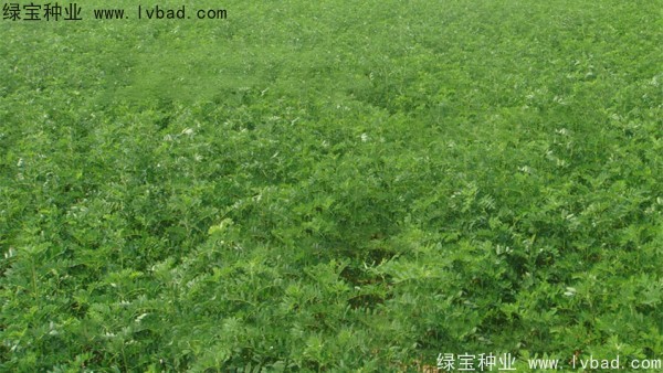 <a href='http://njszjj.com/yaocaizhongzi/2353.html' target='_blank'>黃芪種子</a>