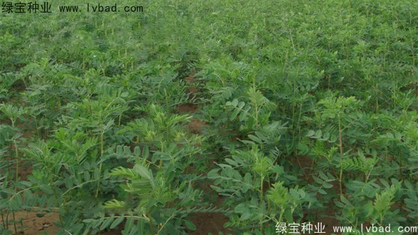 <a href='http://njszjj.com/yaocaizhongzi/2353.html' target='_blank'>黃芪</a><a href='http://njszjj.com/' target='_blank'>種子</a>