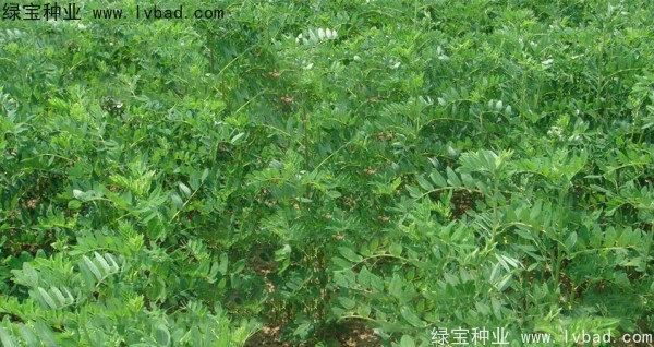 黃芪<a href='http://njszjj.com/' target='_blank'>種子</a>