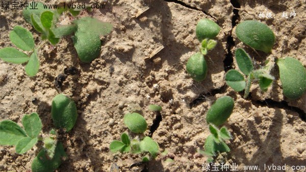 黃芪<a href='http://njszjj.com/' target='_blank'>種子</a>