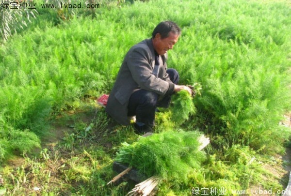 <a href='http://njszjj.com/yaocaizhongzi/2354.html' target='_blank'>茴香種子</a>