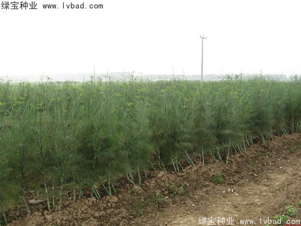<a href='http://njszjj.com/yaocaizhongzi/2354.html' target='_blank'>茴香種子</a>