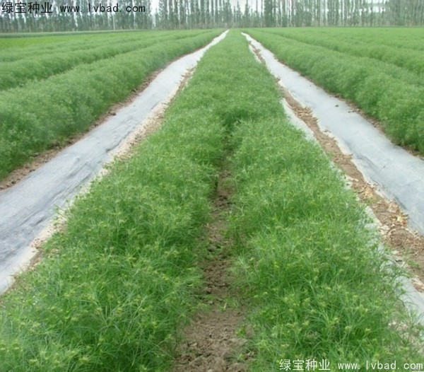<a href='http://njszjj.com/yaocaizhongzi/2354.html' target='_blank'>茴香</a><a href='http://njszjj.com/' target='_blank'>種子</a>