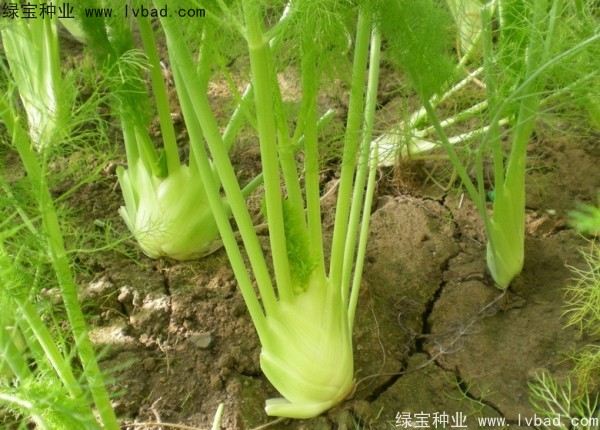 茴香<a href='http://njszjj.com/' target='_blank'>種子</a>