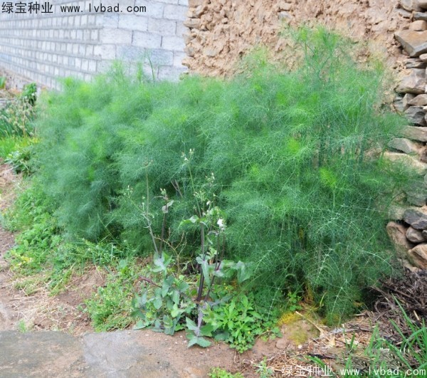 <a href='http://njszjj.com/yaocaizhongzi/2354.html' target='_blank'>茴香種子</a>