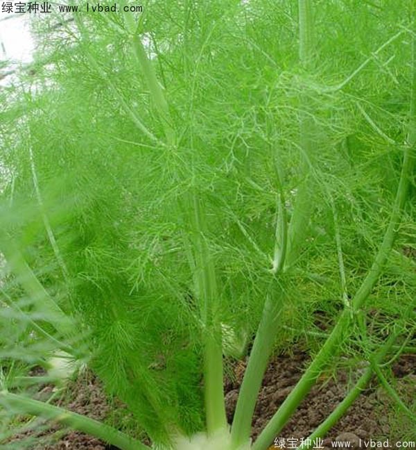 茴香<a href='http://njszjj.com/' target='_blank'>種子</a>