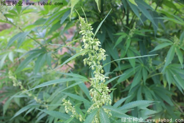 <a href='http://njszjj.com/yaocaizhongzi/2355.html' target='_blank'>火麻</a><a href='http://njszjj.com/' target='_blank'>種子</a>