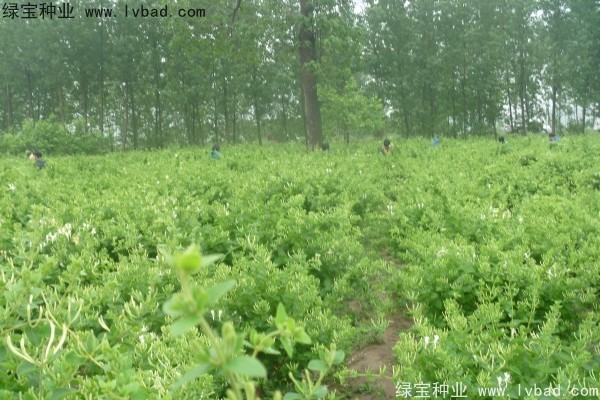 <a href='http://njszjj.com/yaocaizhongzi/2356.html' target='_blank'>金銀花</a><a href='http://njszjj.com/' target='_blank'>種子</a>