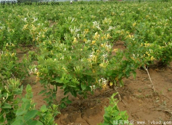 <a href='http://njszjj.com/yaocaizhongzi/2356.html' target='_blank'>金銀花種子</a>