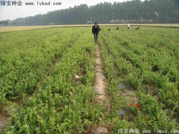 金銀花<a href='http://njszjj.com/' target='_blank'>種子</a>