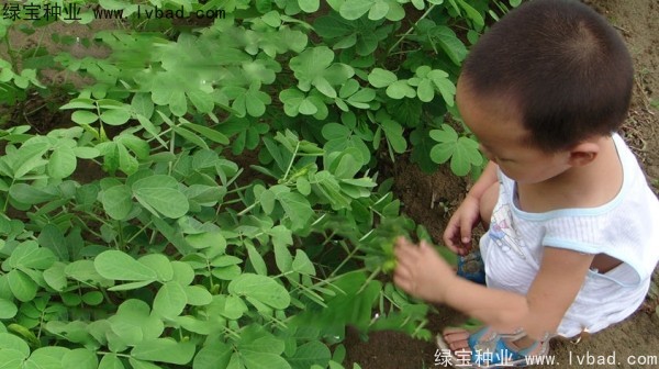 <a href='http://njszjj.com/yaocaizhongzi/2357.html' target='_blank'>決明子種子</a>
