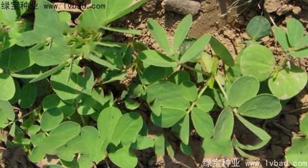 <a href='http://njszjj.com/yaocaizhongzi/2357.html' target='_blank'>決明子種子</a>