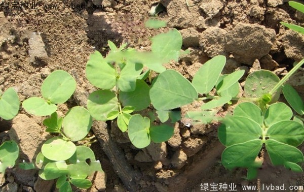 決明子<a href='http://njszjj.com/' target='_blank'>種子</a>