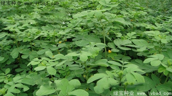 <a href='http://njszjj.com/yaocaizhongzi/2357.html' target='_blank'>決明子</a><a href='http://njszjj.com/' target='_blank'>種子</a>