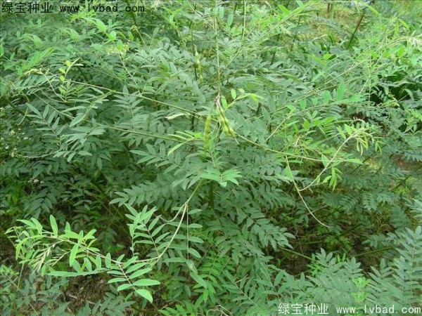 <a href='http://njszjj.com/yaocaizhongzi/2358.html' target='_blank'>苦參種子</a>