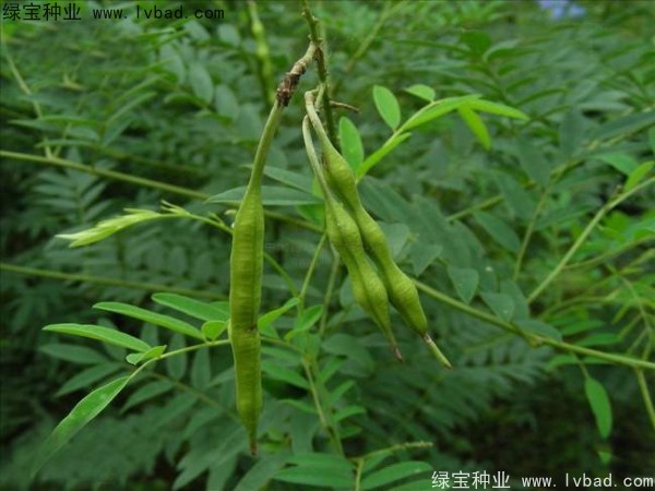 <a href='http://njszjj.com/yaocaizhongzi/2358.html' target='_blank'>苦參種子</a>