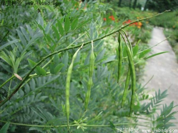 <a href='http://njszjj.com/yaocaizhongzi/2358.html' target='_blank'>苦參種子</a>