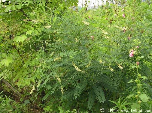 苦參<a href='http://njszjj.com/' target='_blank'>種子</a>
