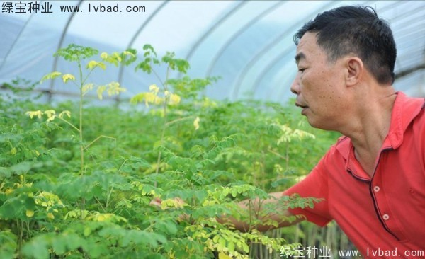 <a href='http://njszjj.com/yaocaizhongzi/2359.html' target='_blank'>辣木樹種子</a>
