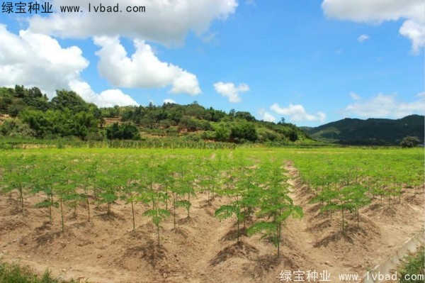 辣木樹<a href='http://njszjj.com/' target='_blank'>種子</a>