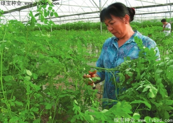 <a href='http://njszjj.com/yaocaizhongzi/2359.html' target='_blank'>辣木樹種子</a>