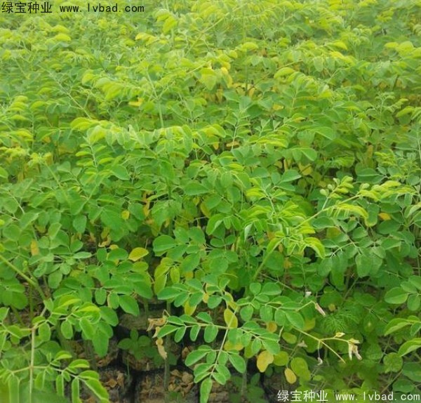 辣木樹<a href='http://njszjj.com/' target='_blank'>種子</a>
