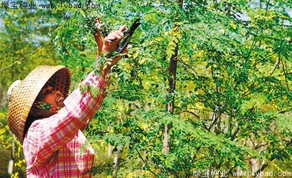 <a href='http://njszjj.com/yaocaizhongzi/2359.html' target='_blank'>辣木樹種子</a>