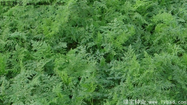 <a href='http://njszjj.com/yaocaizhongzi/2360.html' target='_blank'>南沙種子</a>