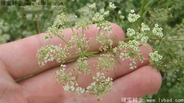 <a href='http://njszjj.com/yaocaizhongzi/2360.html' target='_blank'>南沙種子</a>