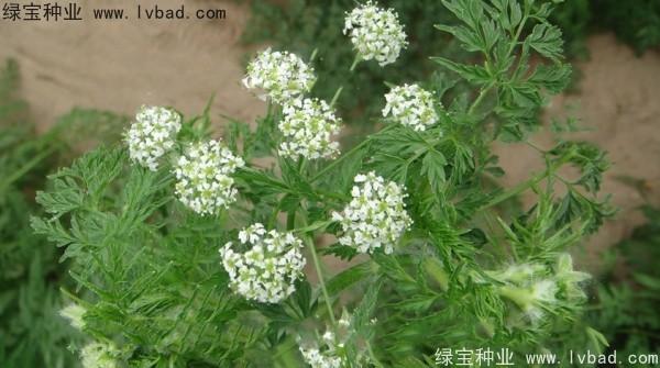 <a href='http://njszjj.com/yaocaizhongzi/2360.html' target='_blank'>南沙種子</a>