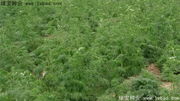 <a href='http://njszjj.com/yaocaizhongzi/2360.html' target='_blank'>南沙</a><a href='http://njszjj.com/' target='_blank'>種子</a>